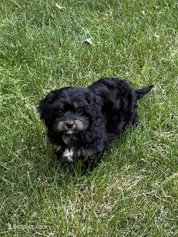 Asia – Cavapoo puppy for sale in New Vienna, OH
