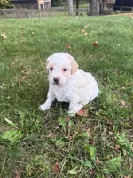 Kobe, a male Poodle - Miniature  for sale in New Vienna, OH – 4 of 6
