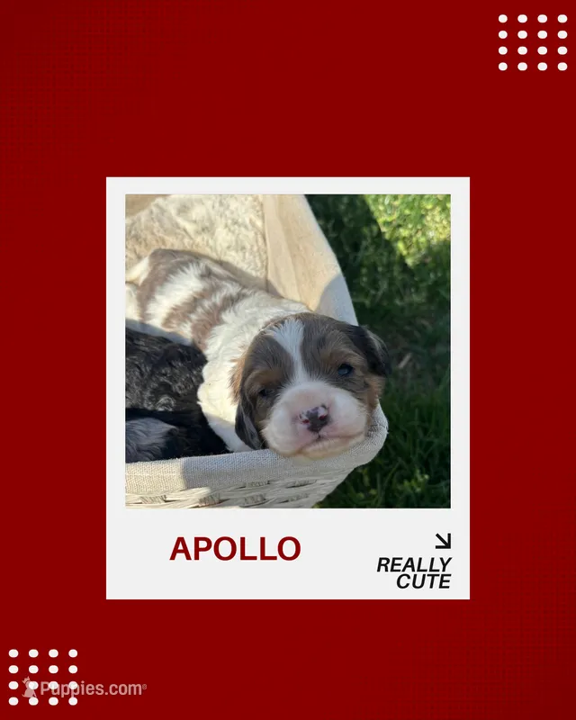 Apollo – Cavapoo puppy for sale in New Vienna, OH