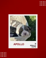 Apollo, a male Cavapoo for sale in New Vienna, OH – 1 of 4