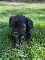 Avalon, a female Cavapoo for sale in New Vienna, OH – 5 of 5
