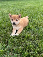Cooper, a male Shiba Inu for sale in New Vienna, OH – 4 of 5