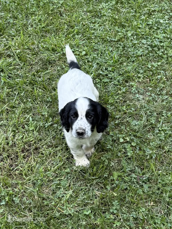 Ruger – English Cocker Spaniel puppy for sale in New Vienna, OH