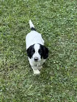 Ruger, a male English Cocker Spaniel for sale in New Vienna, OH – 1 of 5