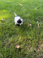 Jude, a male Miniature Goldendoodle for sale in New Vienna, OH – 8 of 8