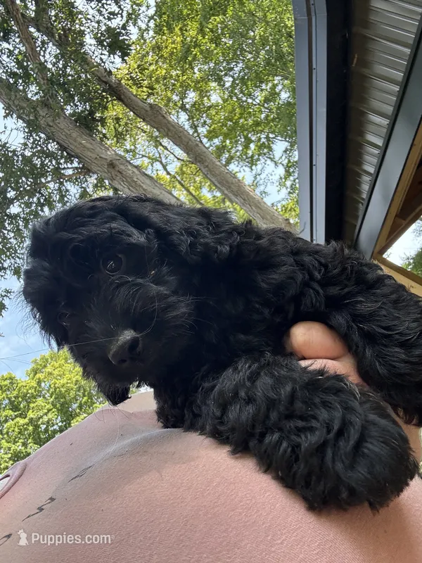 Jack – Miniature Goldendoodle puppy for sale in New Vienna, OH