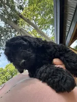 Jack, a male Miniature Goldendoodle for sale in New Vienna, OH – 1 of 3