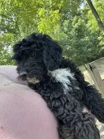 Jasper, a male Miniature Goldendoodle for sale in New Vienna, OH – 3 of 4