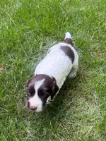 Zeus, a male English Cocker Spaniel for sale in New Vienna, OH – 2 of 9