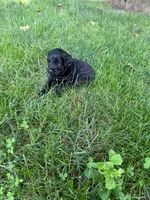 Jade, a female Miniature Goldendoodle for sale in New Vienna, OH – 7 of 7