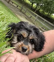 Ace, a male Cavapoo for sale in New Vienna, OH – 1 of 7