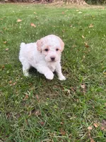 Kobe, a male Poodle - Miniature  for sale in New Vienna, OH – 2 of 6