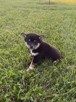 Tillie, a female Shiba Inu for sale in New Vienna, OH – 2 of 3