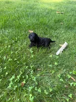 Jack, a male Miniature Goldendoodle for sale in New Vienna, OH – 7 of 8