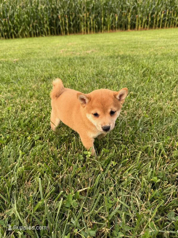 Cooper – Shiba Inu puppy for sale in New Vienna, OH