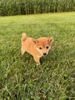 Cooper, a male Shiba Inu for sale in New Vienna, OH – 1 of 5