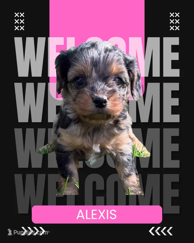 Alexi, a female Cavapoo for sale in New Vienna, OH – 1 of 3