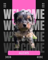 Alexi, a female Cavapoo for sale in New Vienna, OH – 1 of 3