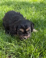 Ace, a male Cavapoo for sale in New Vienna, OH – 3 of 3