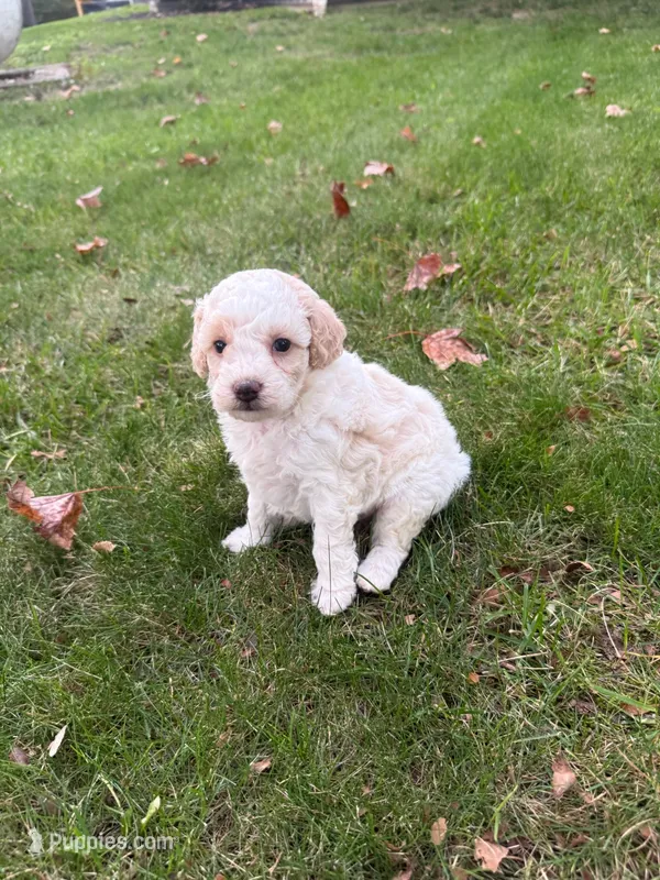 Kobe – Poodle - Miniature  puppy for sale in New Vienna, OH