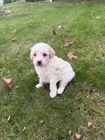 Kobe, a male Poodle - Miniature  for sale in New Vienna, OH – 1 of 6