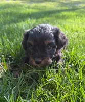Asia, a female Cavapoo for sale in New Vienna, OH – 2 of 4
