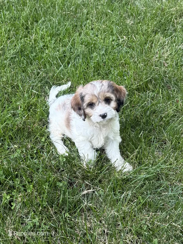 Apollo – Cavapoo puppy for sale in New Vienna, OH