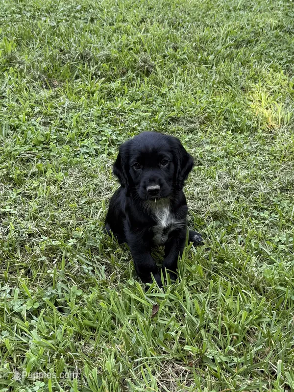 Athena – English Cocker Spaniel puppy for sale in New Vienna, OH
