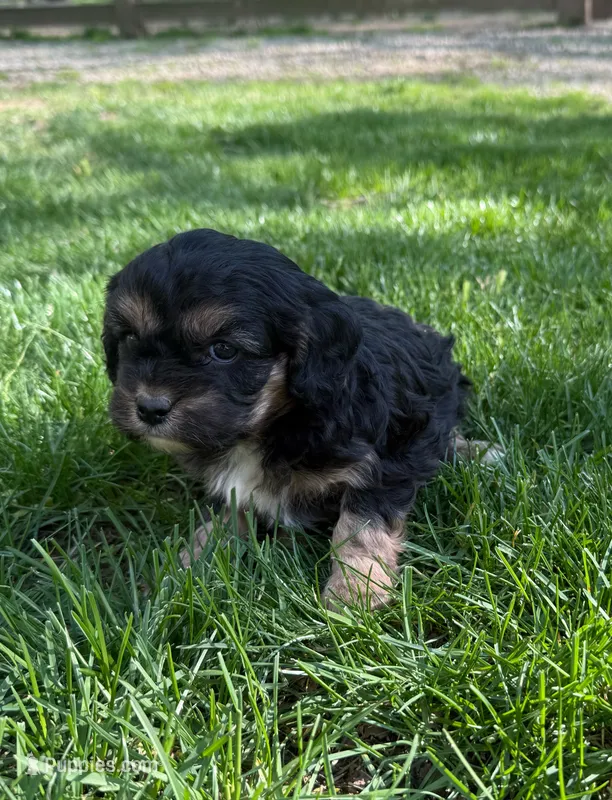 Ace – Cavapoo puppy for sale in New Vienna, OH
