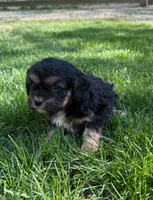 Ace, a male Cavapoo for sale in New Vienna, OH – 2 of 3