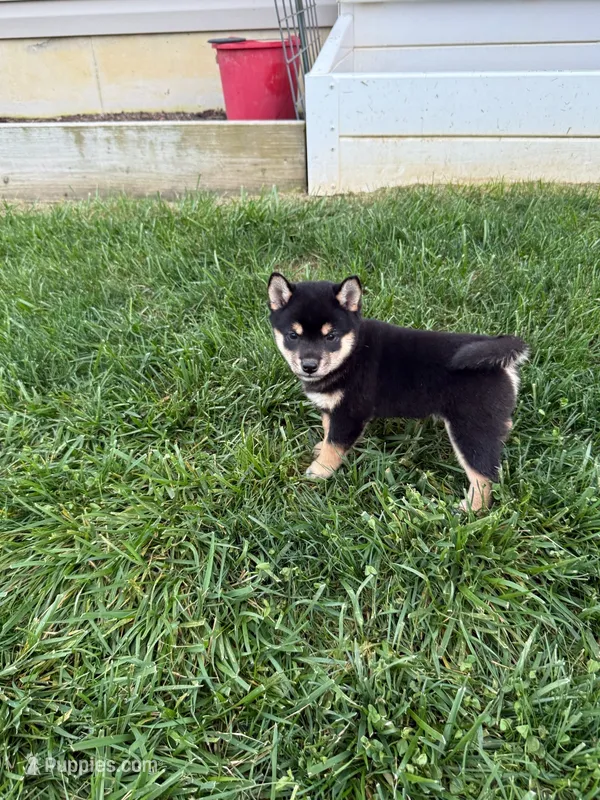 Bruno – Shiba Inu puppy for sale in New Vienna, OH