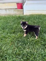 Bruno, a male Shiba Inu for sale in New Vienna, OH – 1 of 4