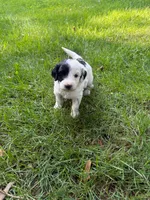 Jude, a male Miniature Goldendoodle for sale in New Vienna, OH – 2 of 8
