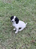 Ruger, a male English Cocker Spaniel for sale in New Vienna, OH – 2 of 5