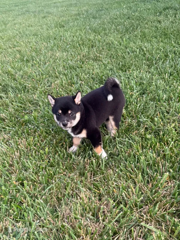 Tillie – Shiba Inu puppy for sale in New Vienna, OH