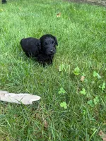 Jack, a male Miniature Goldendoodle for sale in New Vienna, OH – 2 of 8
