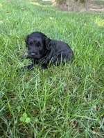 Jade, a female Miniature Goldendoodle for sale in New Vienna, OH – 3 of 7