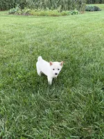 Penny, a female Shiba Inu for sale in New Vienna, OH – 2 of 4