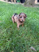 June, a female Miniature Goldendoodle for sale in New Vienna, OH – 10 of 10