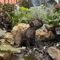 Mooney, a male Cairn Terrier for sale in Norman, AR – 5 of 8