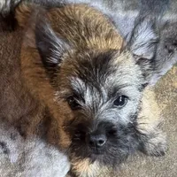 Resa, a female Cairn Terrier for sale in Norman, AR – Photo 2 of 9