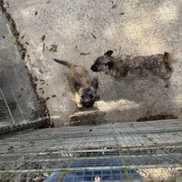 Resa, a female Cairn Terrier for sale in Norman, AR – Photo 9 of 9