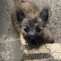 Resa, a female Cairn Terrier for sale in Norman, AR – Photo 4 of 9