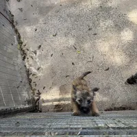 Resa, a female Cairn Terrier for sale in Norman, AR – Photo 6 of 9