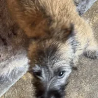 Resa, a female Cairn Terrier for sale in Norman, AR – Photo 3 of 9