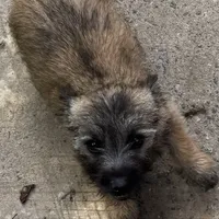 Resa, a female Cairn Terrier for sale in Norman, AR – Photo 8 of 9