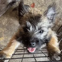 Resa, a female Cairn Terrier for sale in Norman, AR – Photo 1 of 9