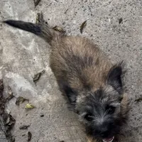 Resa, a female Cairn Terrier for sale in Norman, AR – Photo 5 of 9