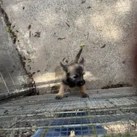 Resa, a female Cairn Terrier for sale in Norman, AR – Photo 7 of 9