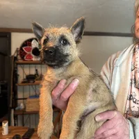 Rascal, a male Cairn Terrier for sale in Norman, AR – Photo 1 of 4